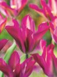 Tulipa Purple Dance